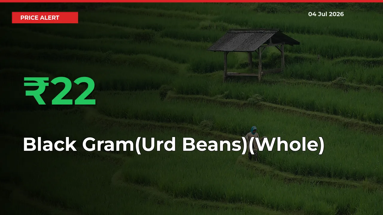 Why Black Gram(Urd Beans)(Whole) Prices Rose 22.05% in a Day at Mandis