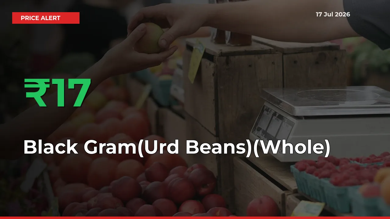 This Mandi Records 17.16% Jump in Black Gram(Urd Beans)(Whole) Prices
