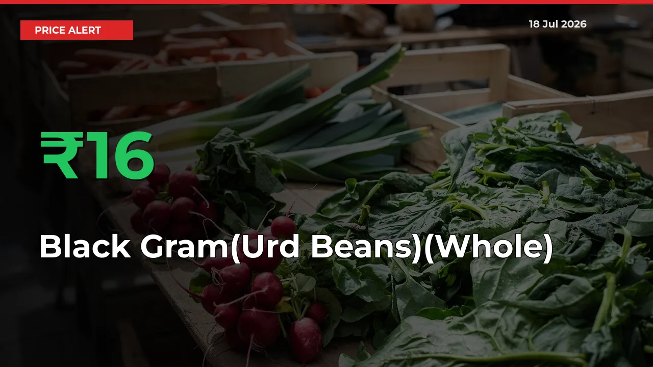 Big Rally! Black Gram(Urd Beans)(Whole) Climbs 15.8% in 24 Hours at Top Mandis