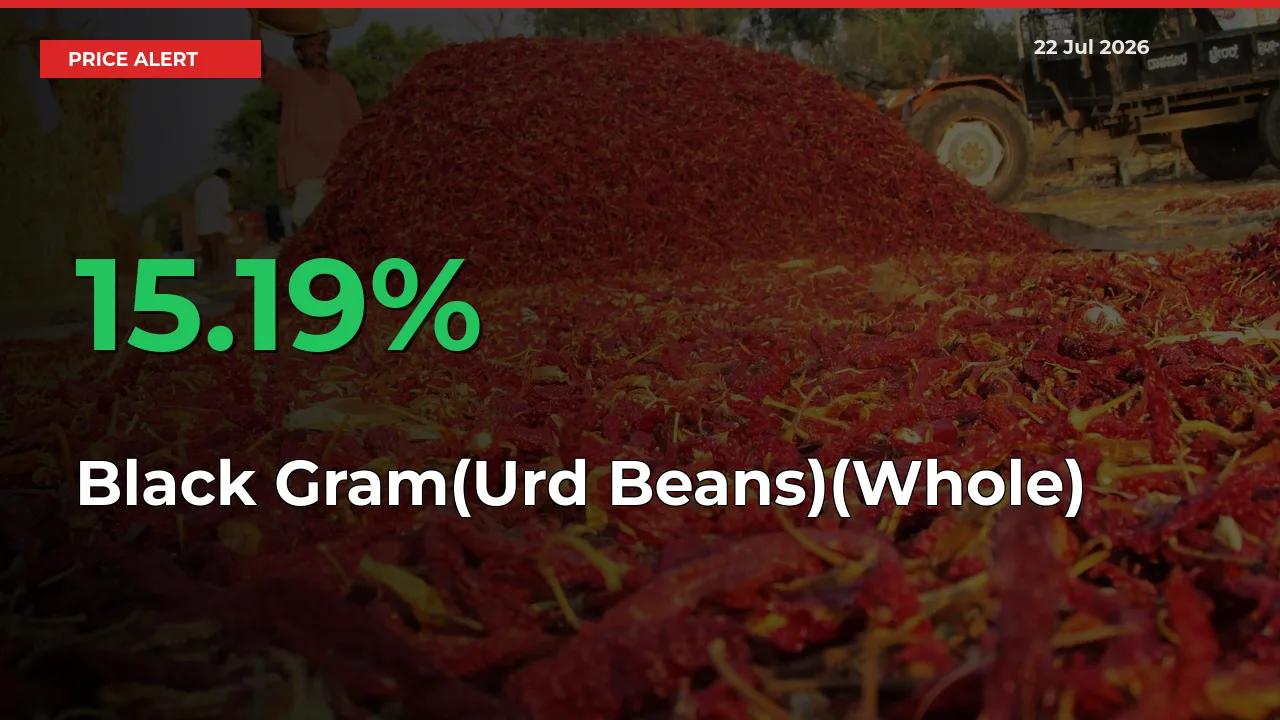 Black Gram(Urd Beans)(Whole) Prices Rise 15.19% in a Day at Major Mandis