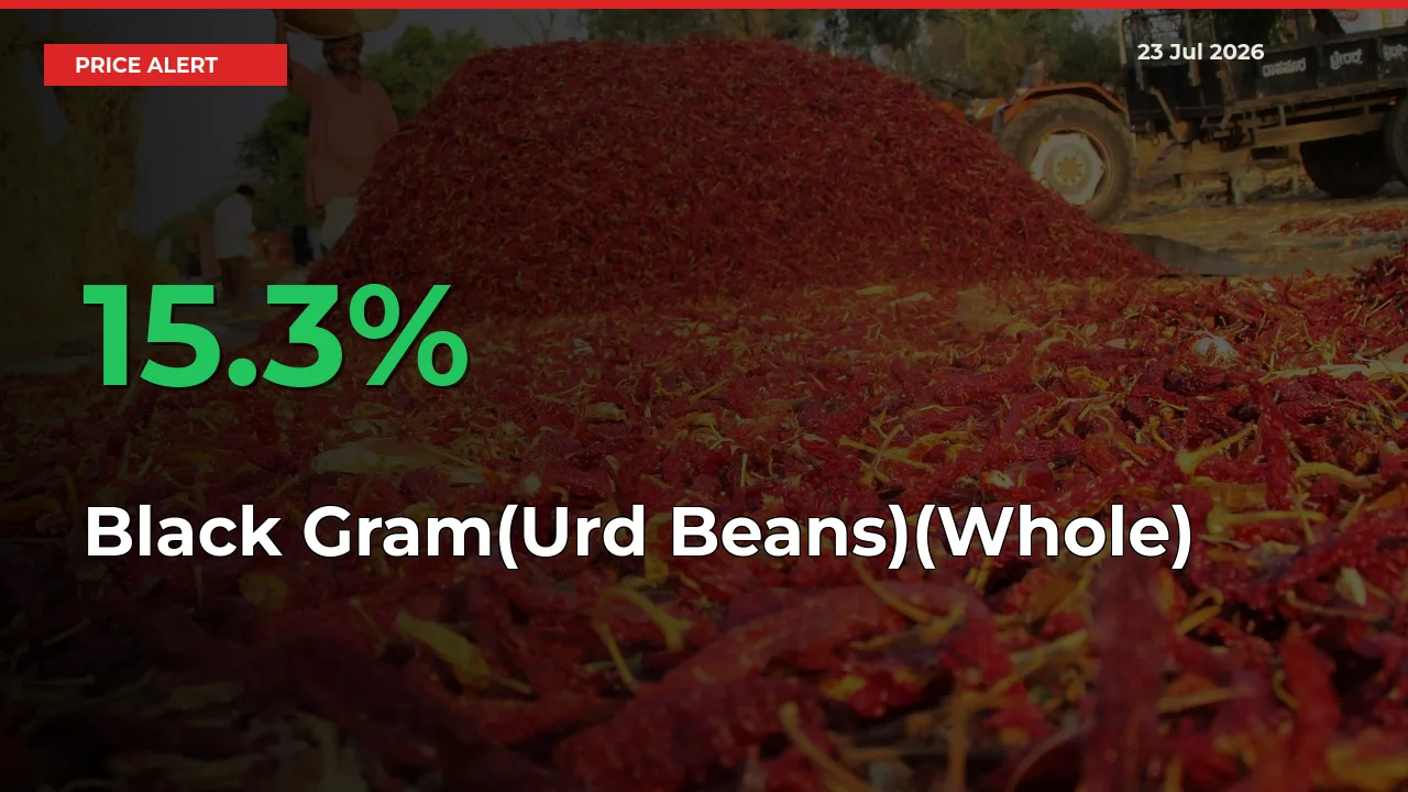 Black Gram(Urd Beans)(Whole) Rises 15.3% at Mandis