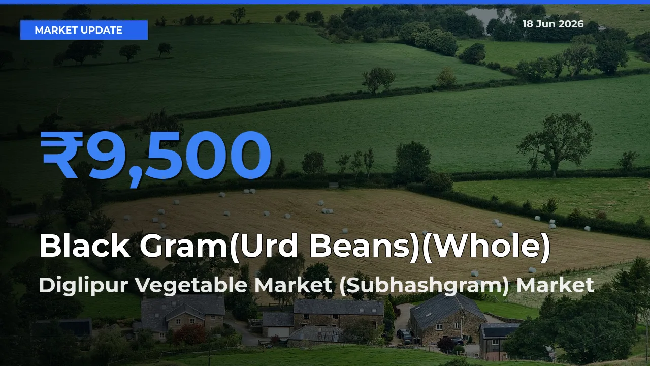 Diglipur Vegetable Market (Subhashgram) Offers ₹9,500 – Highest Black Gram(Urd Beans)(Whole) Rate Today
