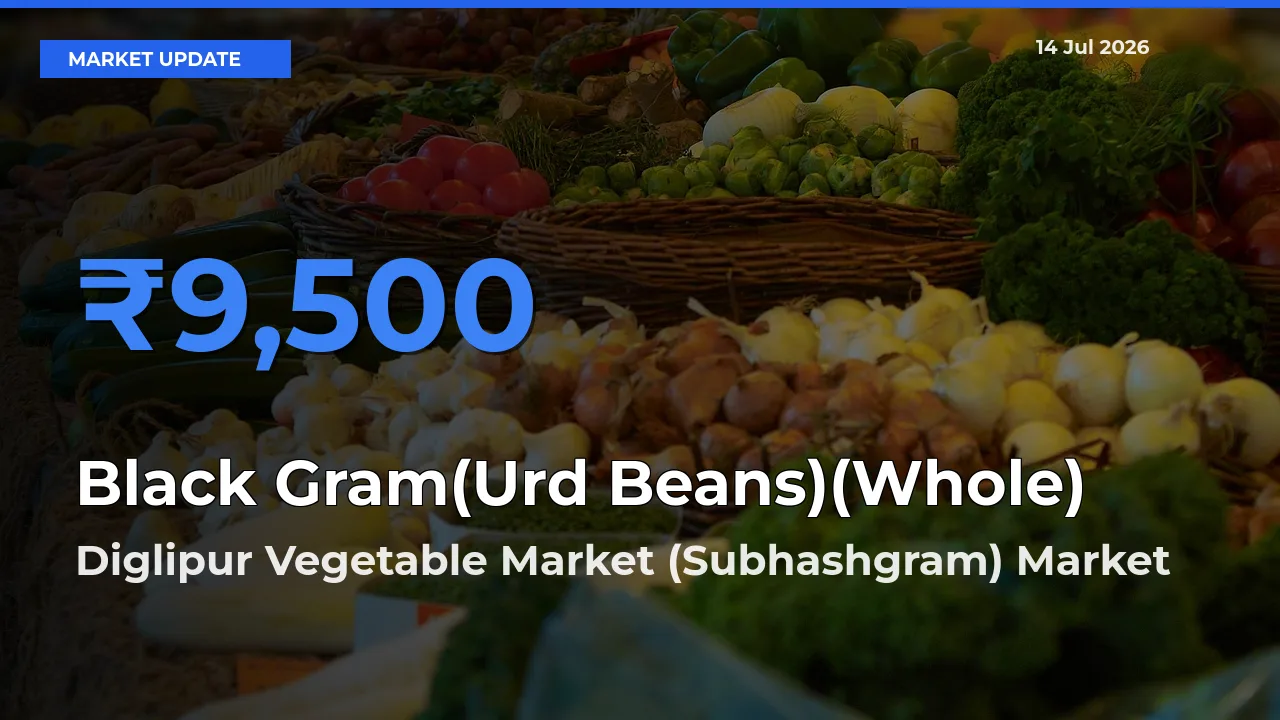 Black Gram(Urd Beans)(Whole) Mandi Rate Today: Diglipur Vegetable Market (Subhashgram) Tops the List