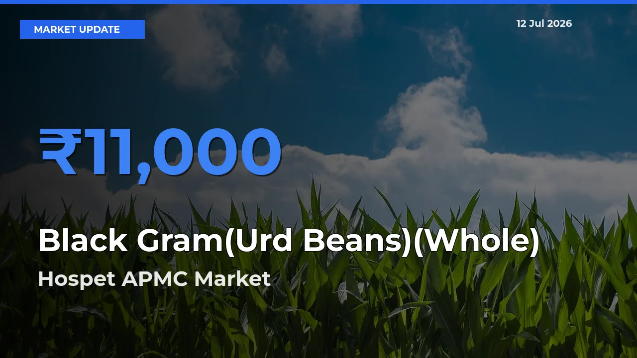 Top Performer! Hospet APMC Offers Best Black Gram(Urd Beans)(Whole) Price Today