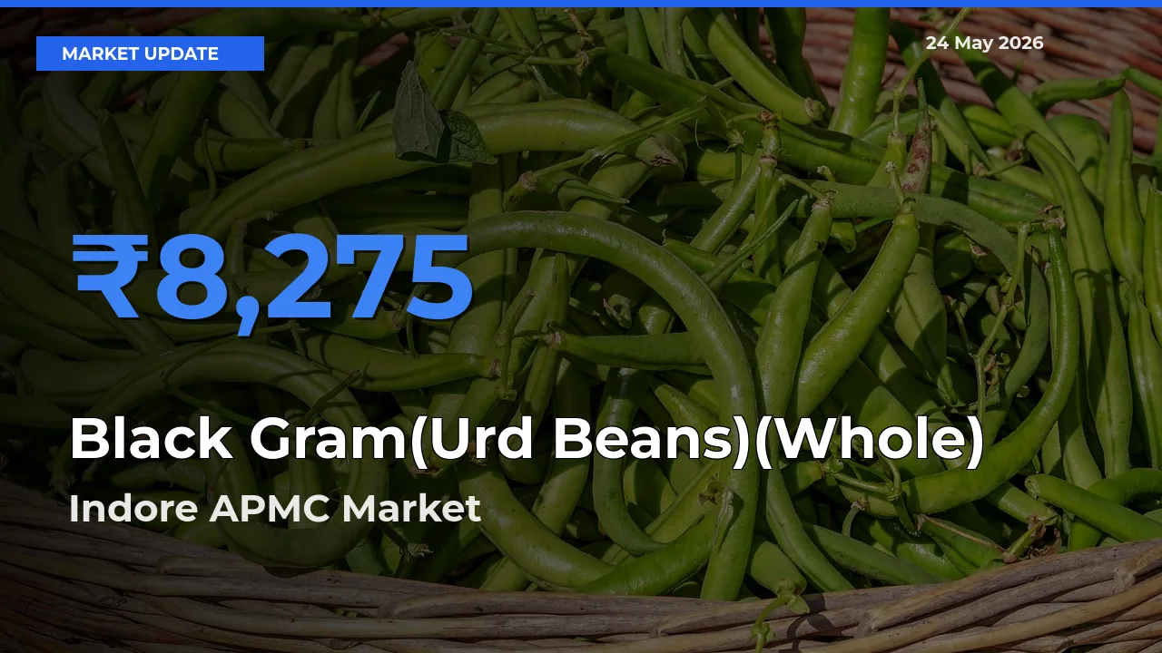 Indore APMC Tops Black Gram(Urd Beans)(Whole) Mandi Rates Today