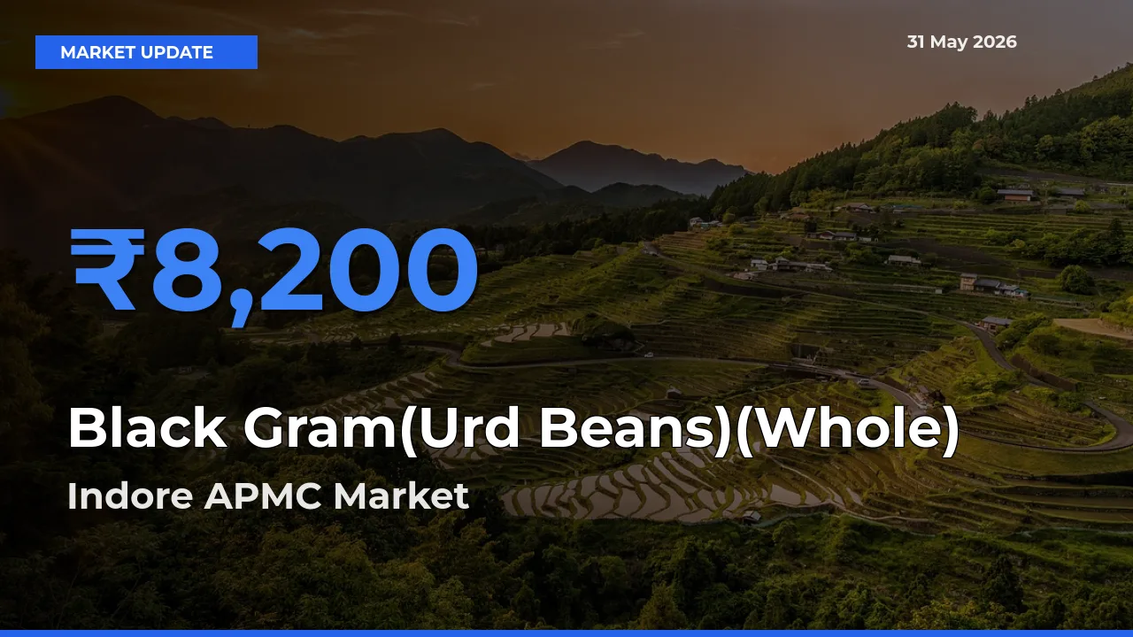Indore APMC Emerges as Top Mandi for Black Gram(Urd Beans)(Whole) Prices Today