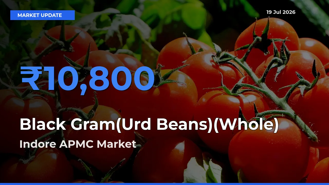 Top Performer! Indore APMC Offers Best Black Gram(Urd Beans)(Whole) Price Today