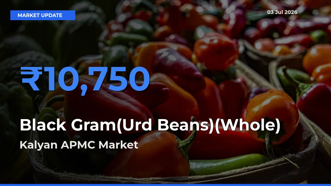 Kalyan APMC Records Highest ₹10,750 Rate for Black Gram(Urd Beans)(Whole)