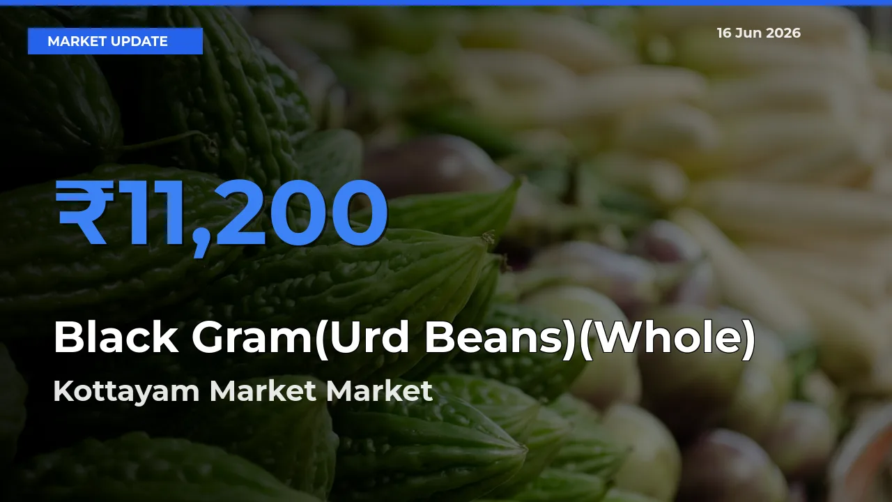 Kottayam Market Offers ₹11,200 – Highest Black Gram(Urd Beans)(Whole) Rate Today
