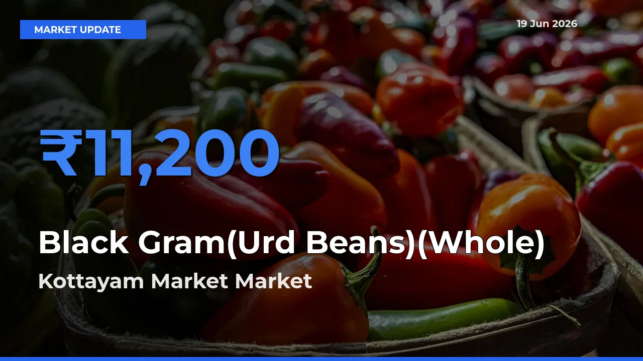 Market Watch: Kottayam Market Becomes Top Mandi for Black Gram(Urd Beans)(Whole)