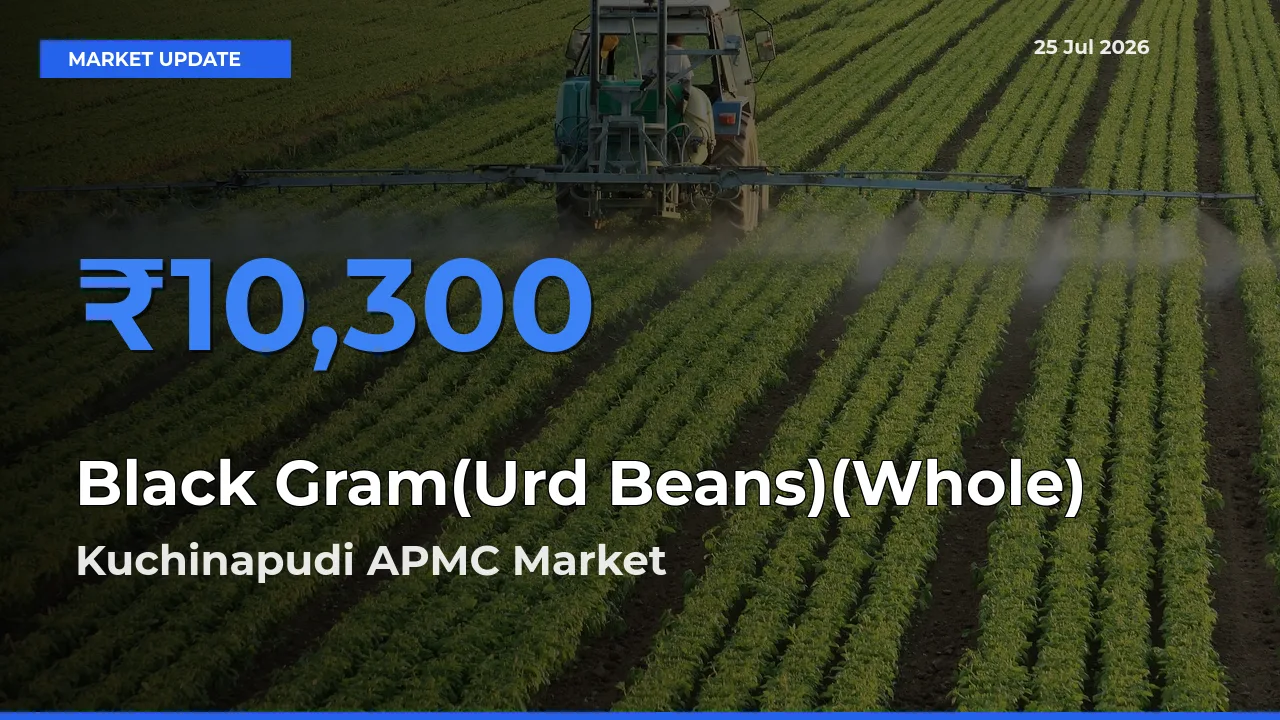 Black Gram(Urd Beans)(Whole) Mandi Rate Today: Kuchinapudi APMC Tops the List