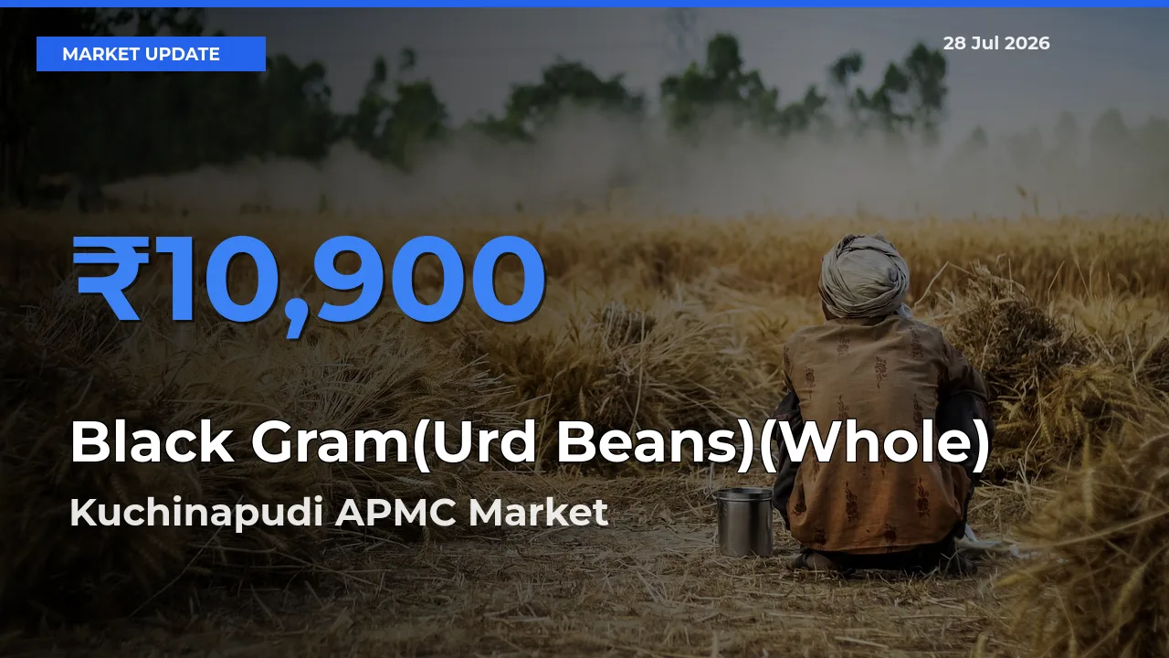 Black Gram(Urd Beans)(Whole) Mandi Rate Today: Kuchinapudi APMC, Bapatla, Andhra Pradesh Tops the List