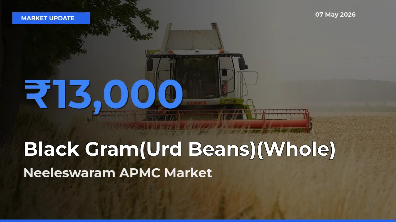 Neeleswaram APMC Tops Black Gram(Urd Beans)(Whole) Mandi Rates Today