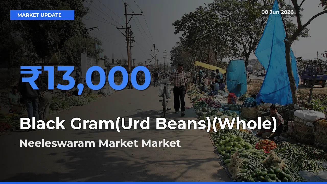 Neeleswaram Market Tops Black Gram(Urd Beans)(Whole) Mandi Rates Today