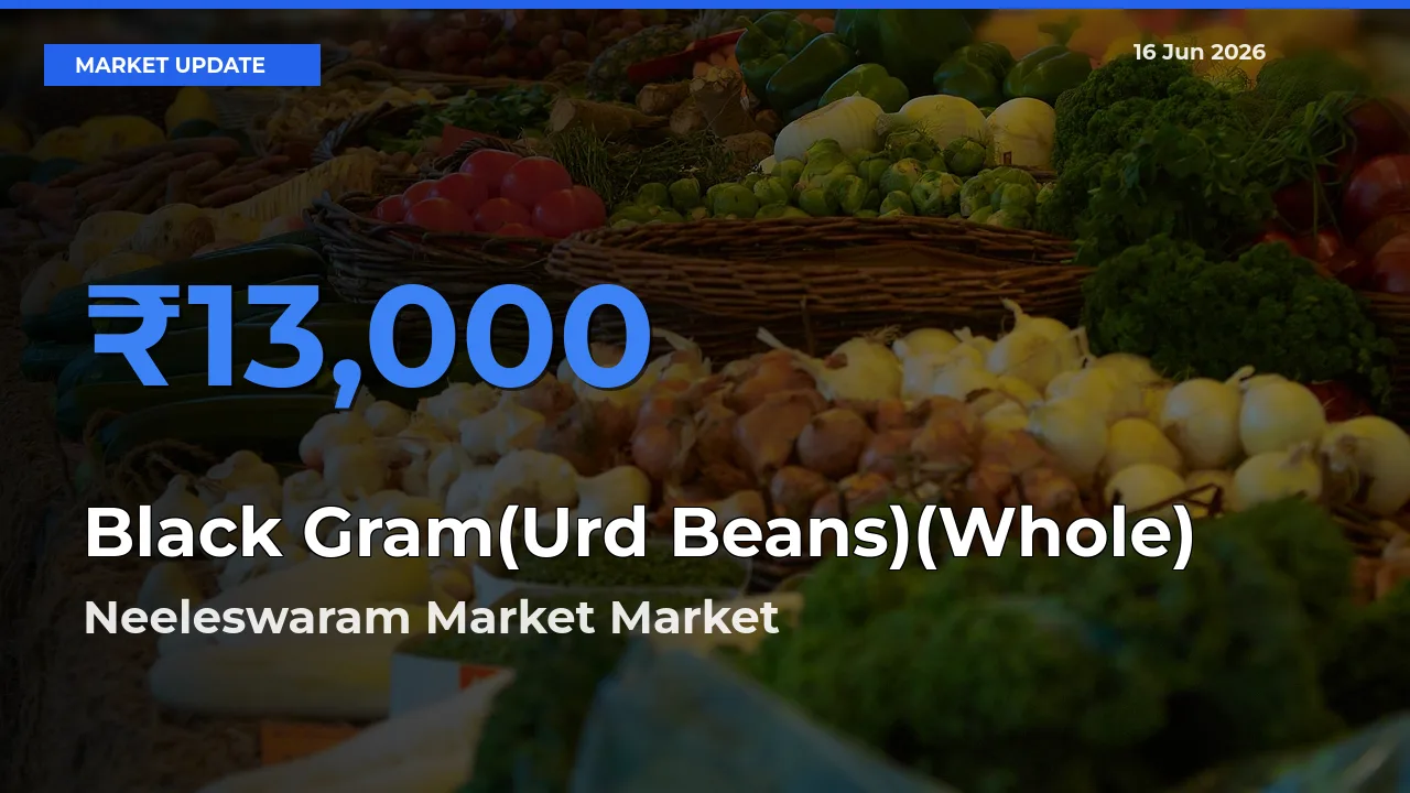 Market Watch: Neeleswaram Market Becomes Top Mandi for Black Gram(Urd Beans)(Whole)