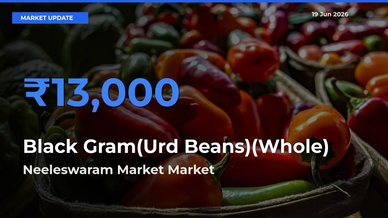 Neeleswaram Market Offers ₹13,000 – Highest Black Gram(Urd Beans)(Whole) Rate Today