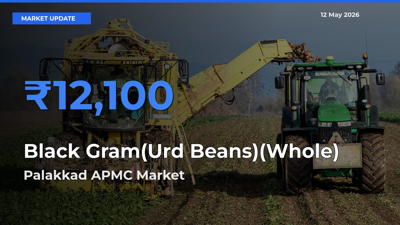 Palakkad APMC Tops Black Gram(Urd Beans)(Whole) Mandi Rates Today
