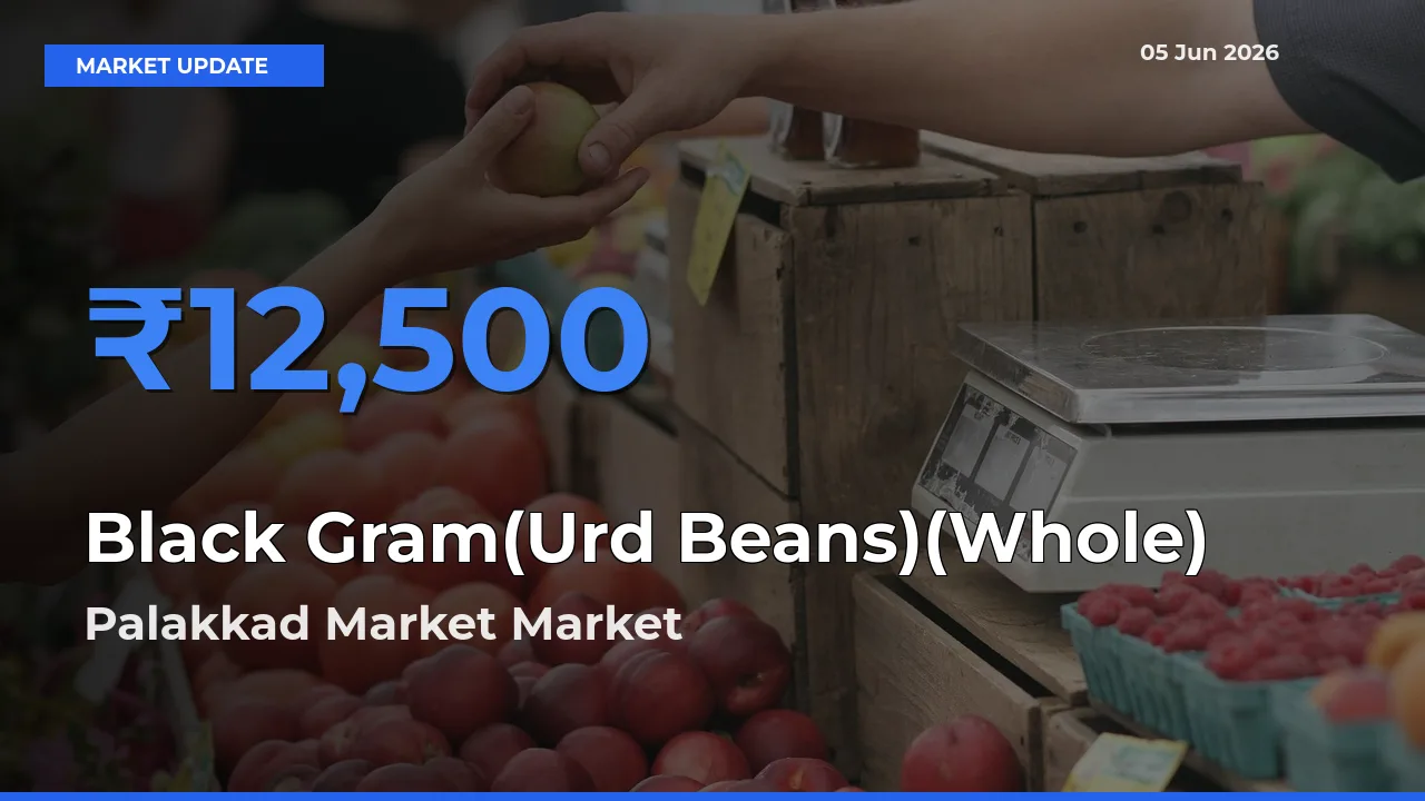 Market Watch: Palakkad Market Becomes Top Mandi for Black Gram(Urd Beans)(Whole)