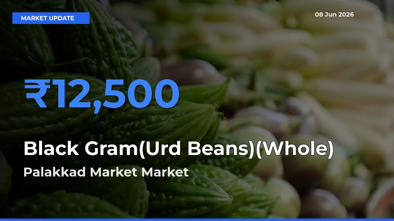 Palakkad Market Leads as Top Mandi for Black Gram(Urd Beans)(Whole) Prices