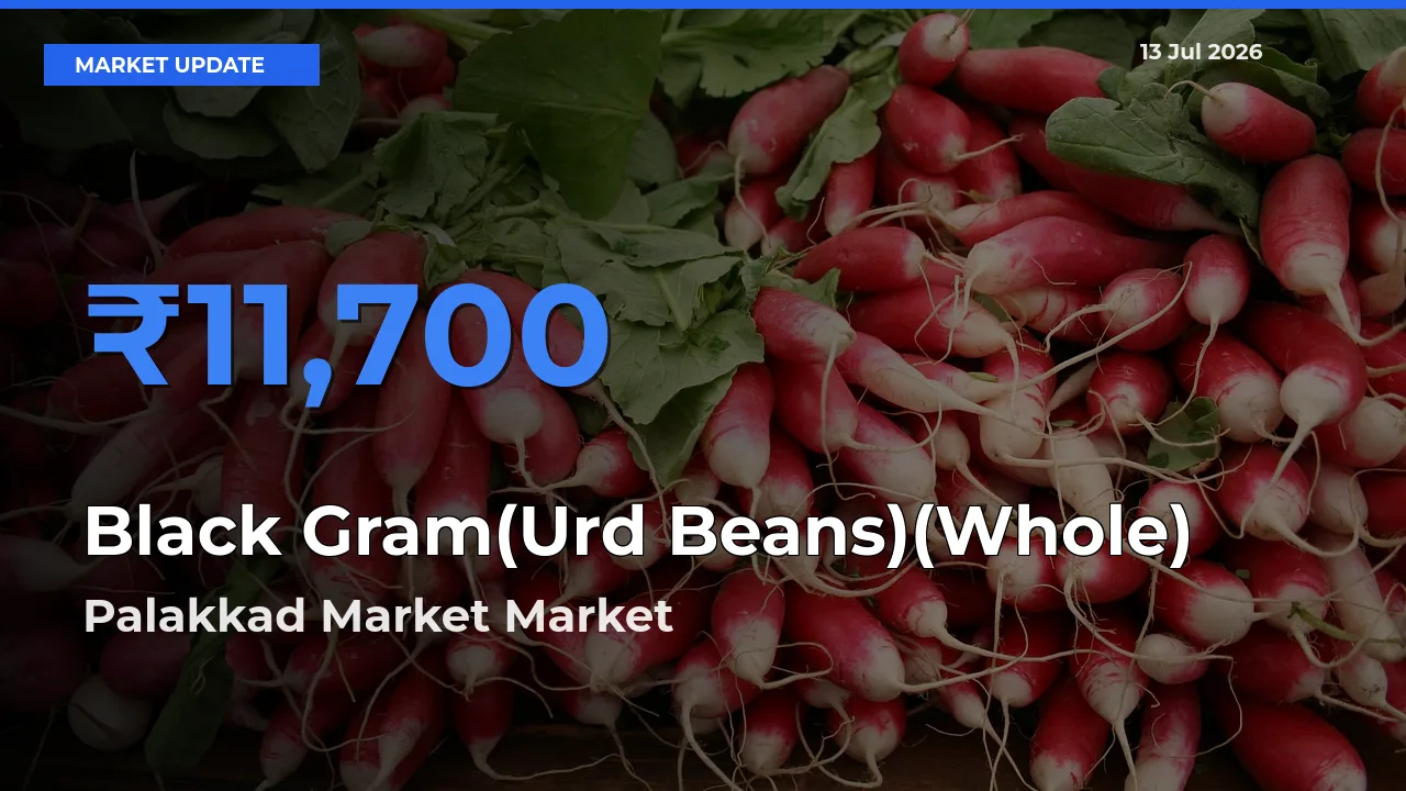 Palakkad Market Emerges as Top Mandi for Black Gram(Urd Beans)(Whole) Prices Today