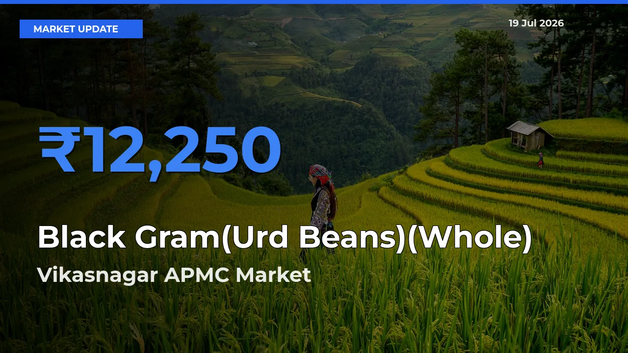 Black Gram(Urd Beans)(Whole) Mandi Rate Today: Vikasnagar APMC Tops the List