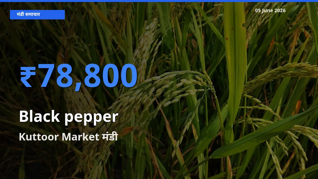 बाज़ार संकेत: Kuttoor Market बना काली मिर्च के लिए आज की टॉप मंडी