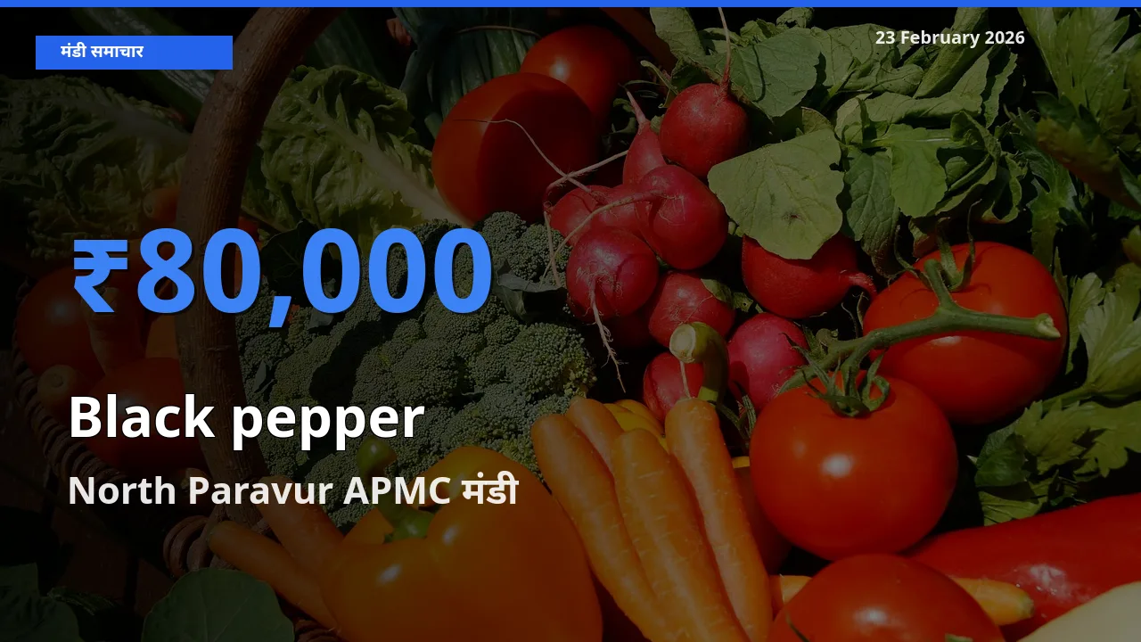 23 February अपडेट: Black pepper के सबसे ऊँचे दाम North Paravur APMC मंडी में