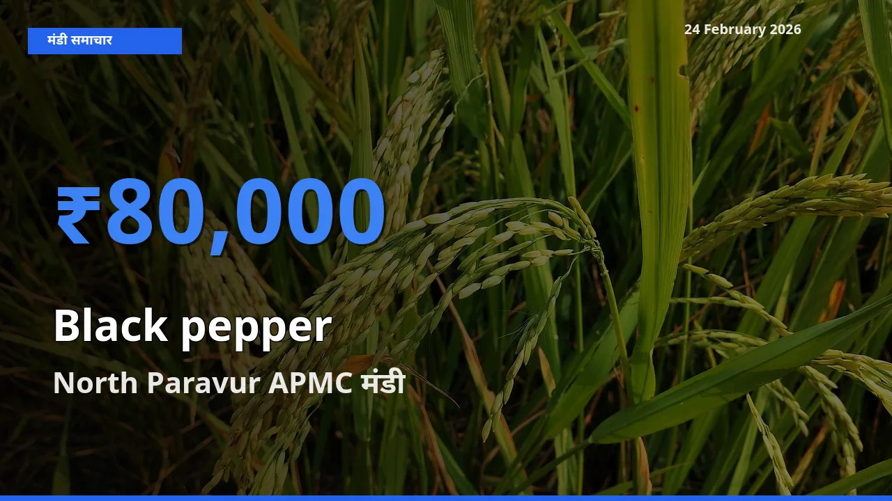 North Paravur APMC मंडी में Black pepper ₹80,000 पर पहुँचा – आज का सर्वोच्च भाव