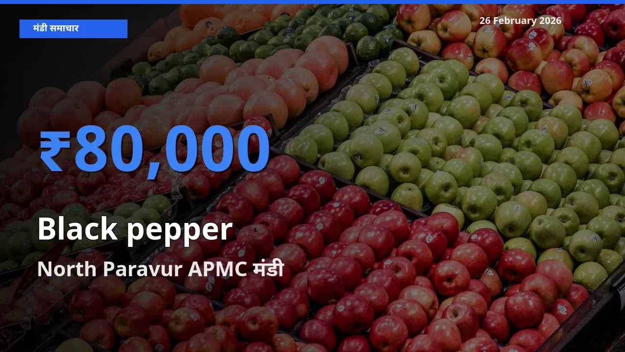 26 February अपडेट: Black pepper के सबसे ऊँचे दाम North Paravur APMC मंडी में