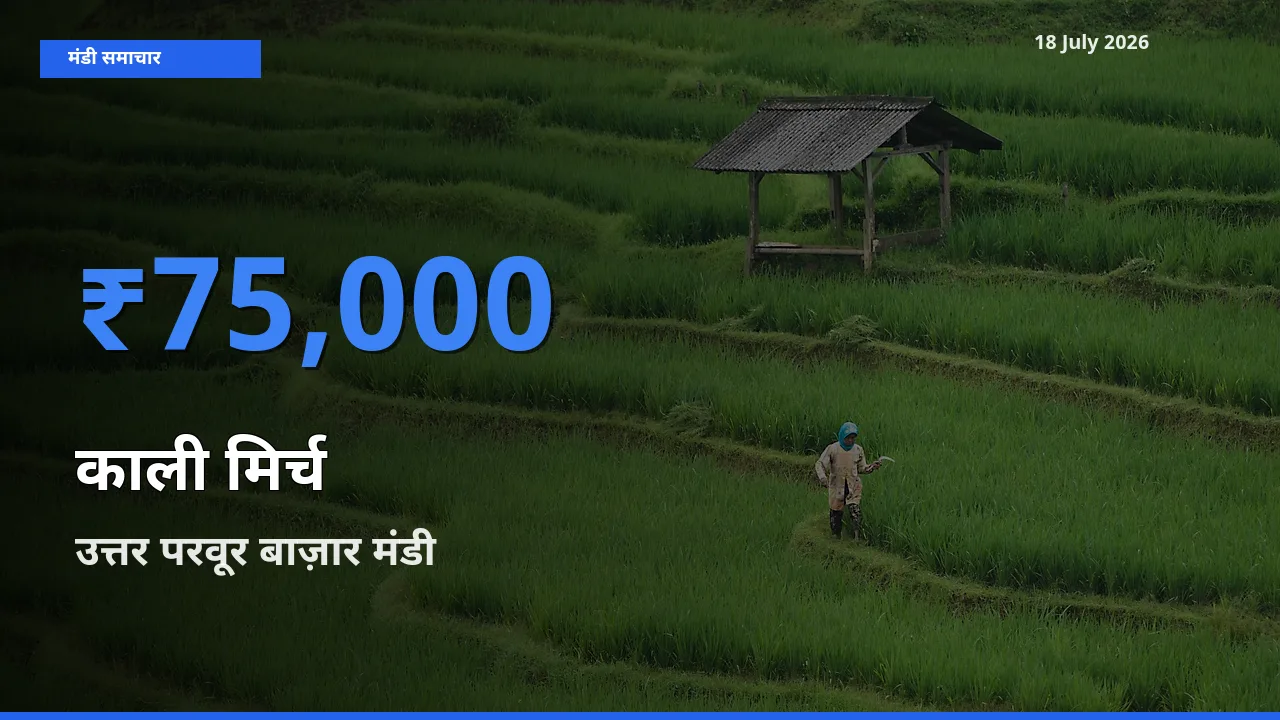 उत्तर परवूर बाज़ार में काली मिर्च का आज सबसे ऊँचा भाव
