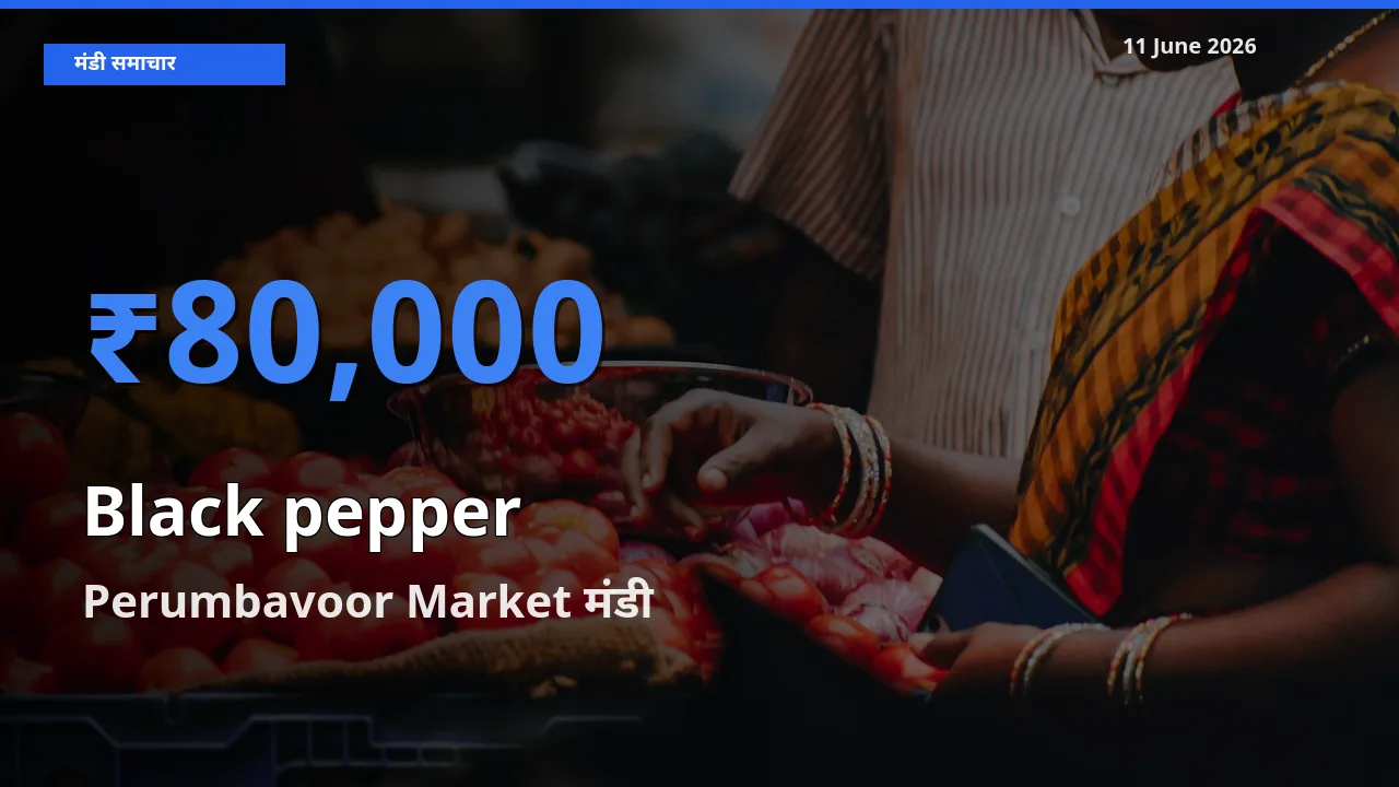 Perumbavoor Market मंडी में काली मिर्च ₹80,000 पर पहुँचा – आज का सर्वोच्च भाव