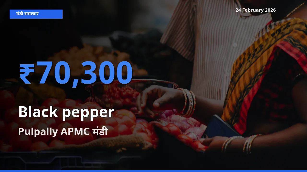 24 February अपडेट: Black pepper के सबसे ऊँचे दाम Pulpally APMC मंडी में