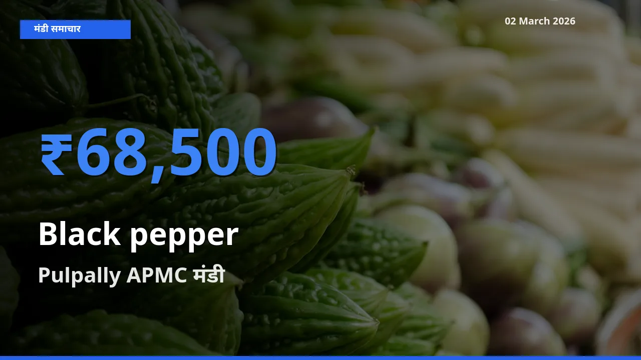 किसानों की पसंद बना Pulpally APMC, Black pepper के सबसे अच्छे दाम