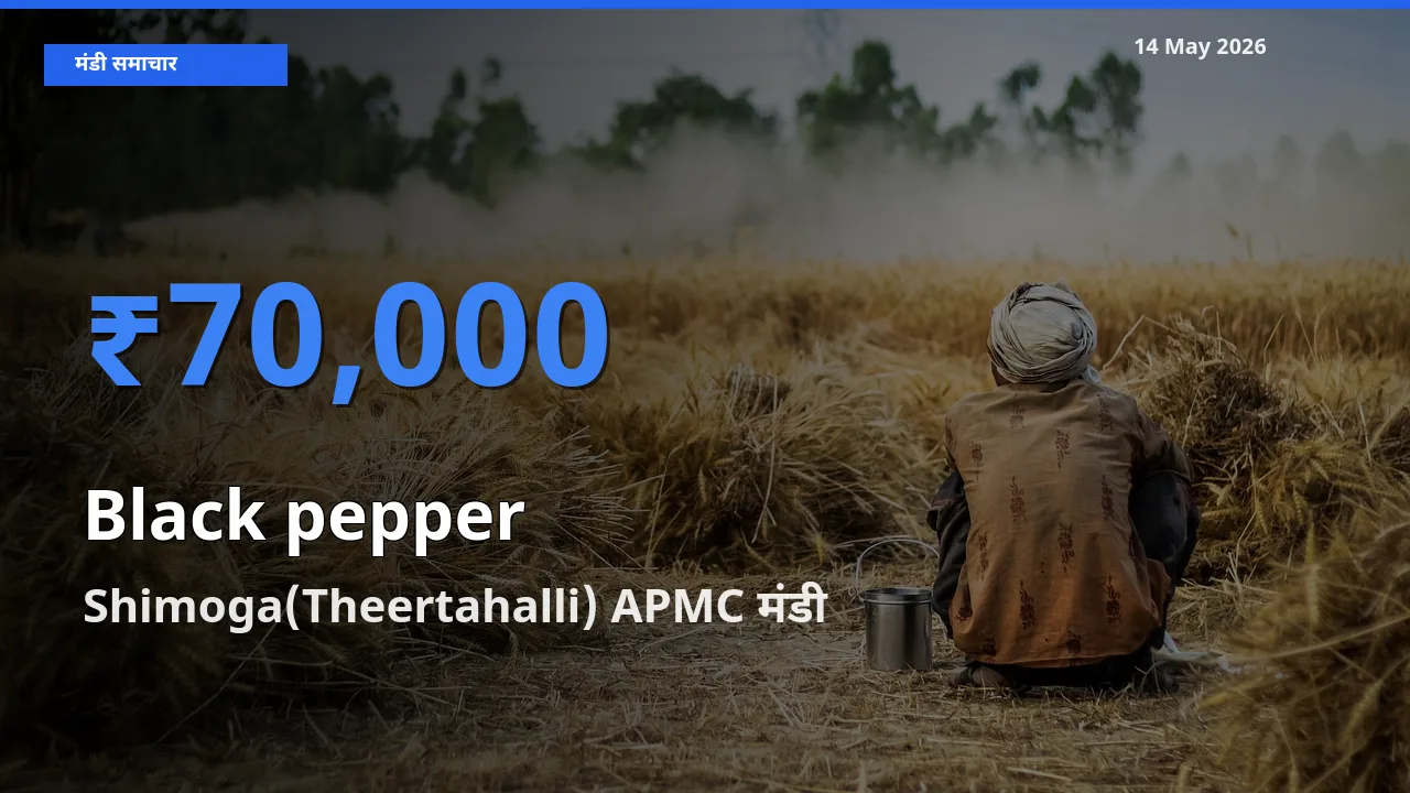 Shimoga(Theertahalli) APMC में काली मिर्च का आज सबसे ऊँचा भाव