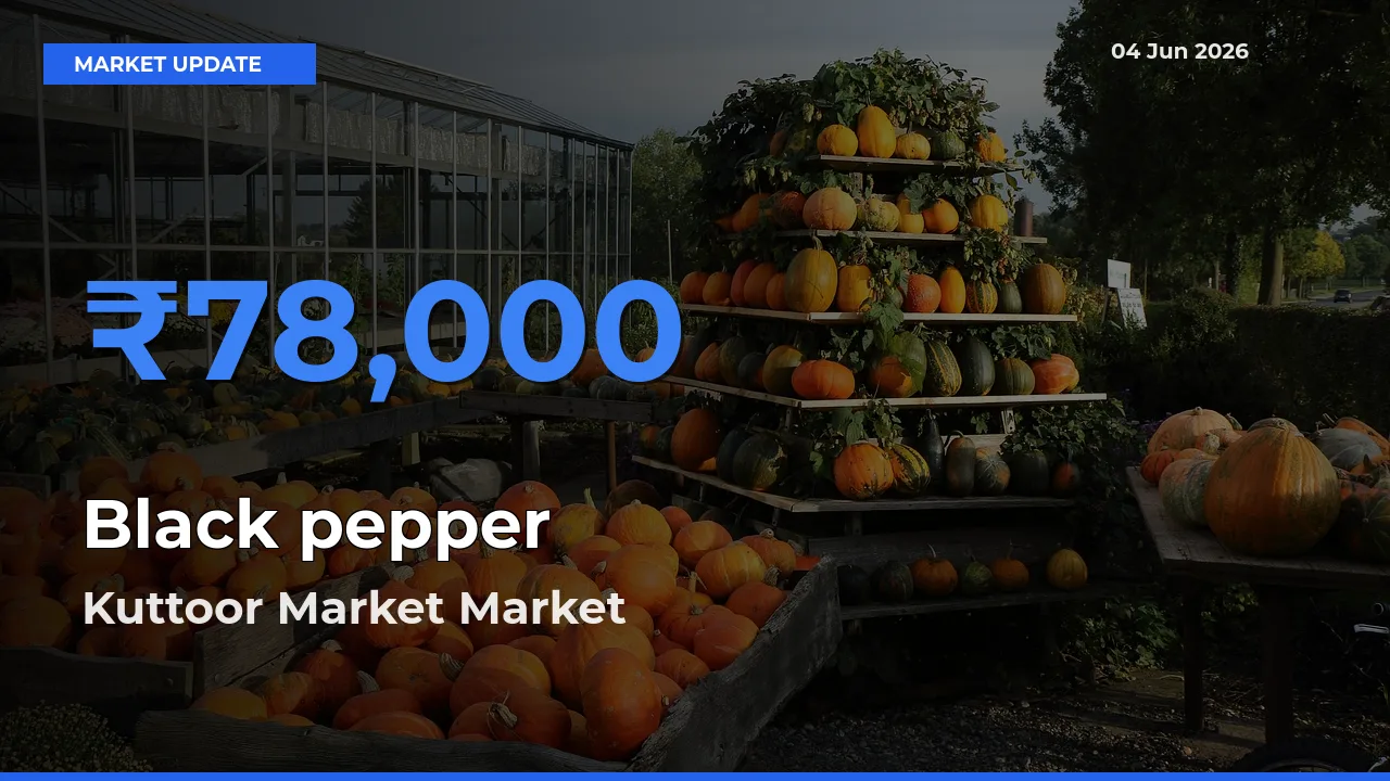 Kuttoor Market Offers ₹78,000 – Highest Black pepper Rate Today