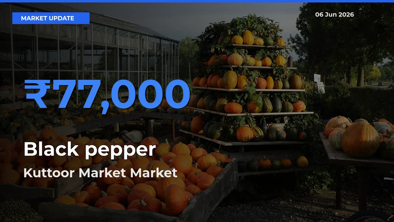 Kuttoor Market Records Highest ₹77,000 Rate for Black pepper