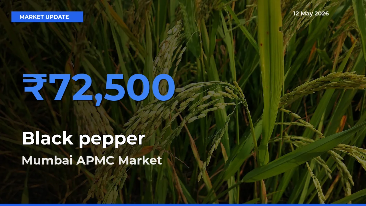 Mumbai APMC Tops Black pepper Rates – May 12 Market Update