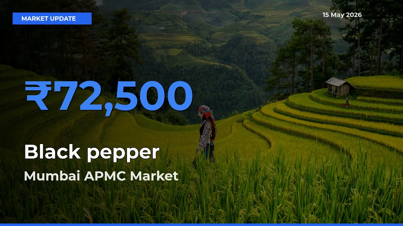 Mumbai APMC Tops Black pepper Rates – May 15 Market Update