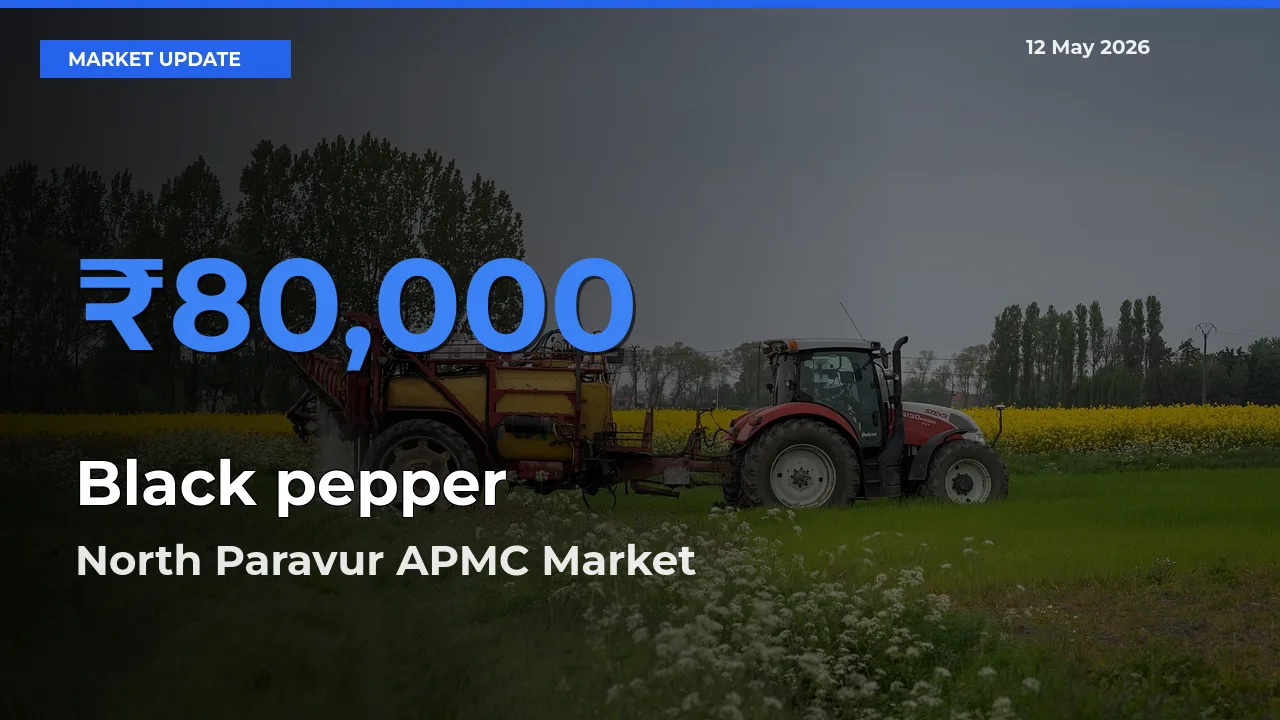 Top Performer! North Paravur APMC Offers Best Black pepper Price Today