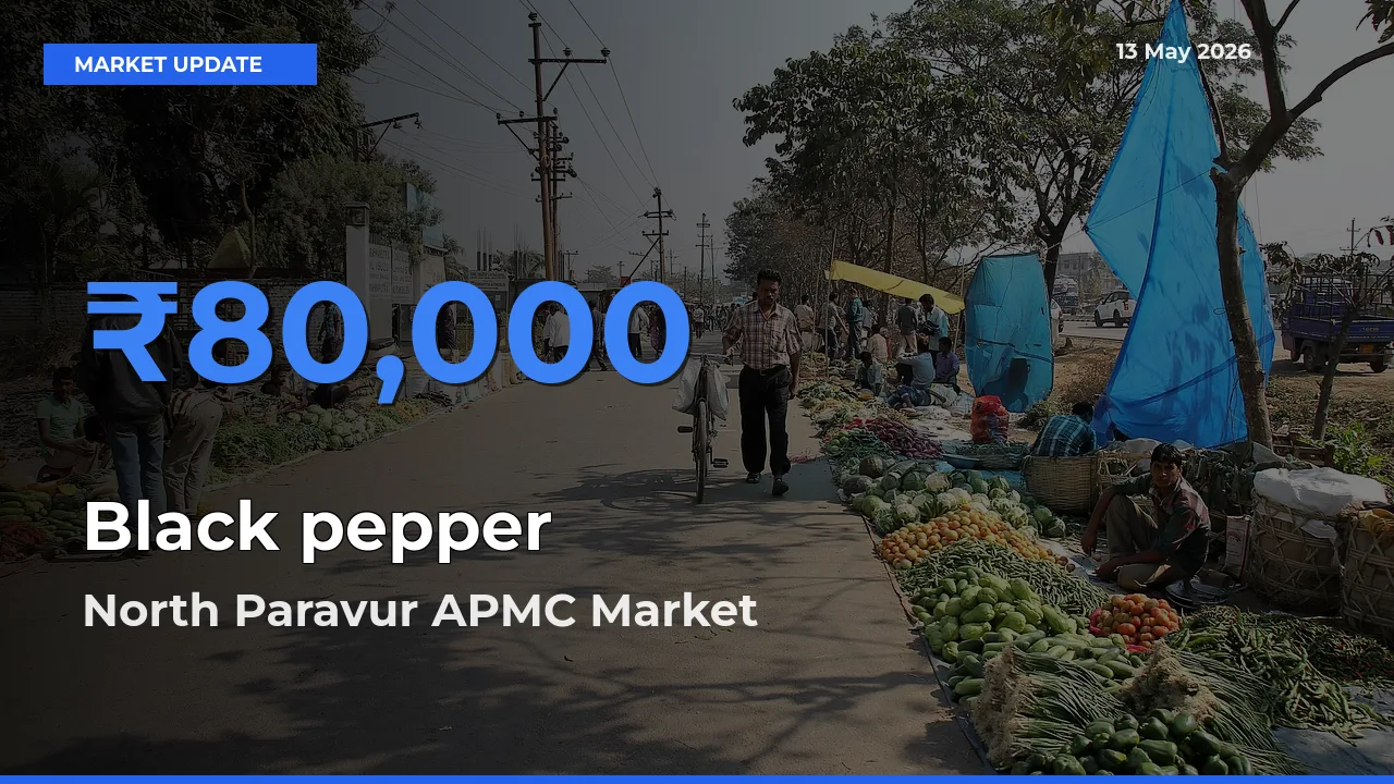 Market Watch: North Paravur APMC Becomes Top Mandi for Black pepper