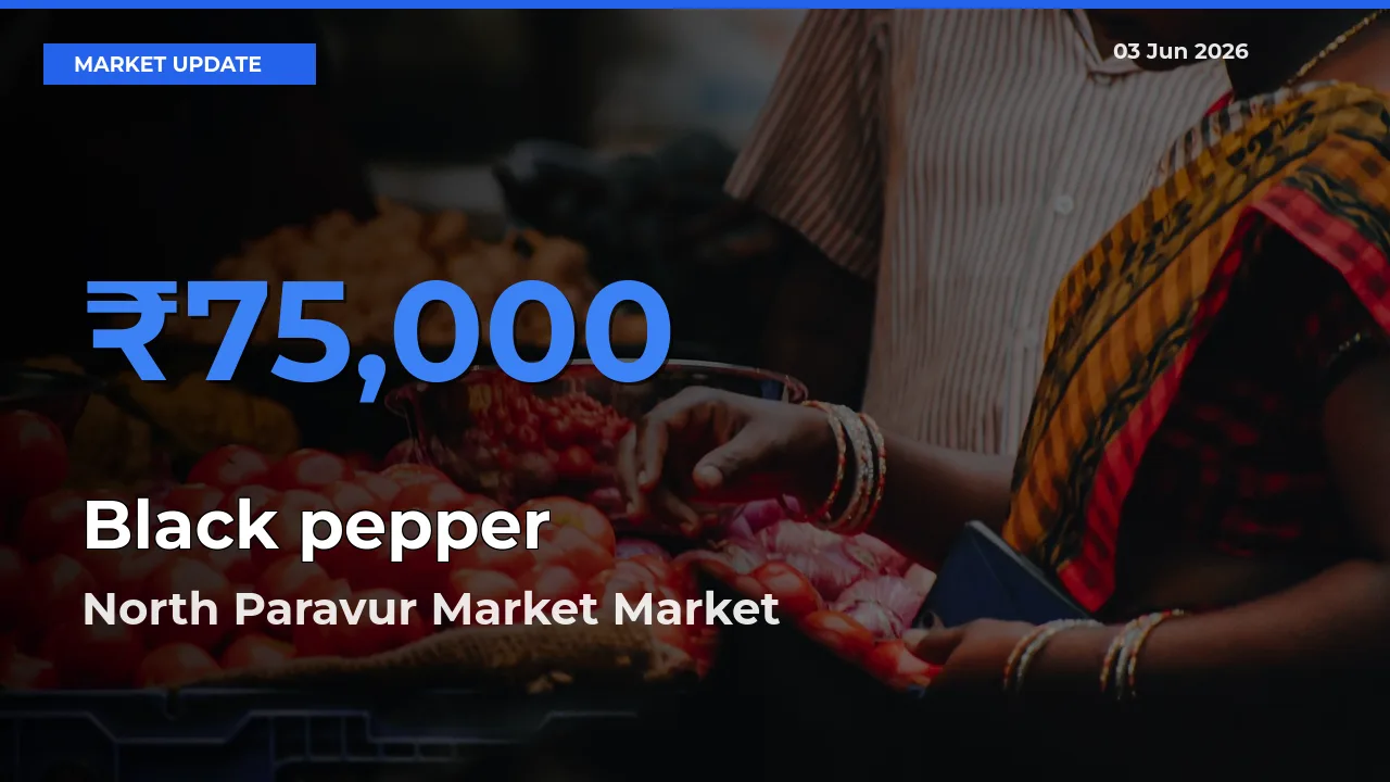 North Paravur Market Offers ₹75,000 – Highest Black pepper Rate Today