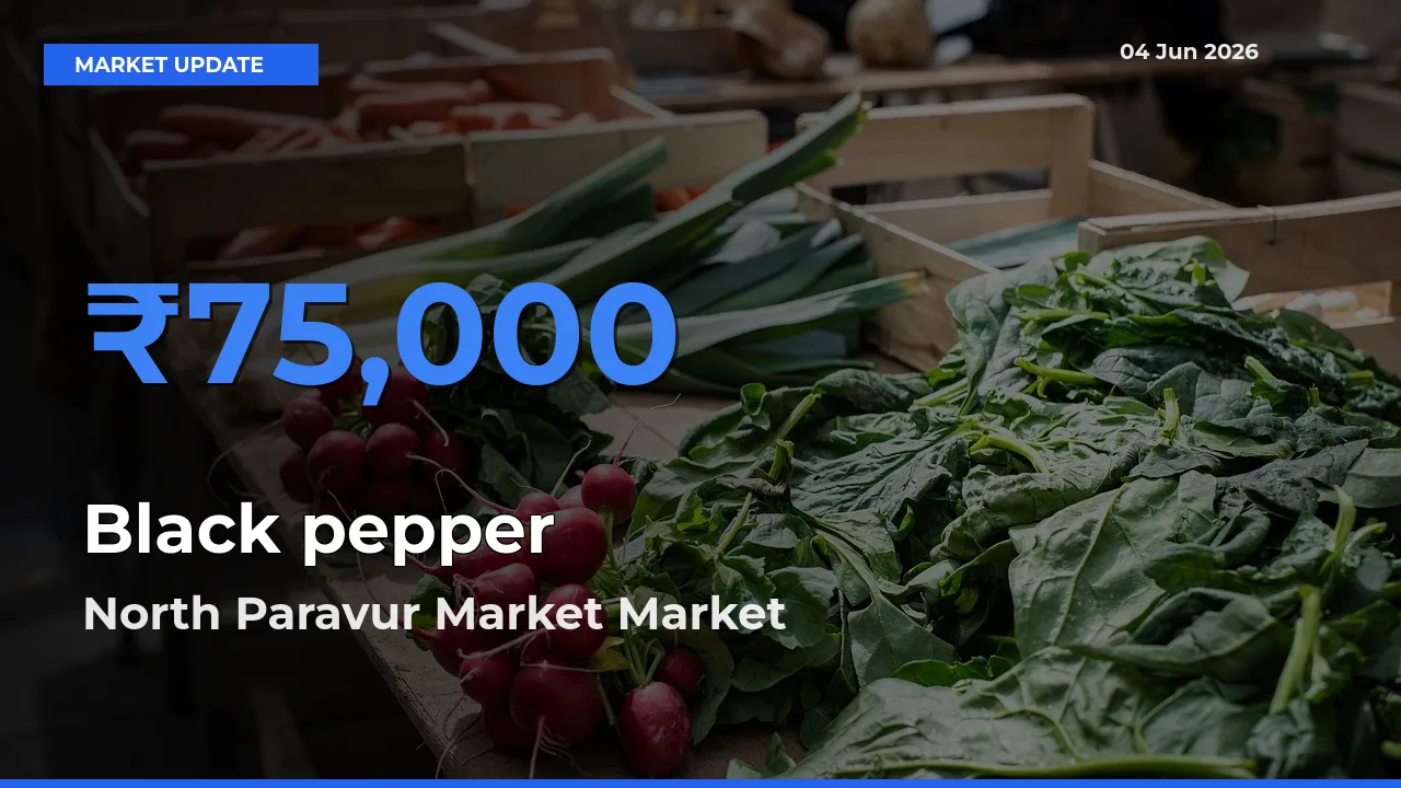Farmers Prefer North Paravur Market as Black pepper Hits Highest Rate