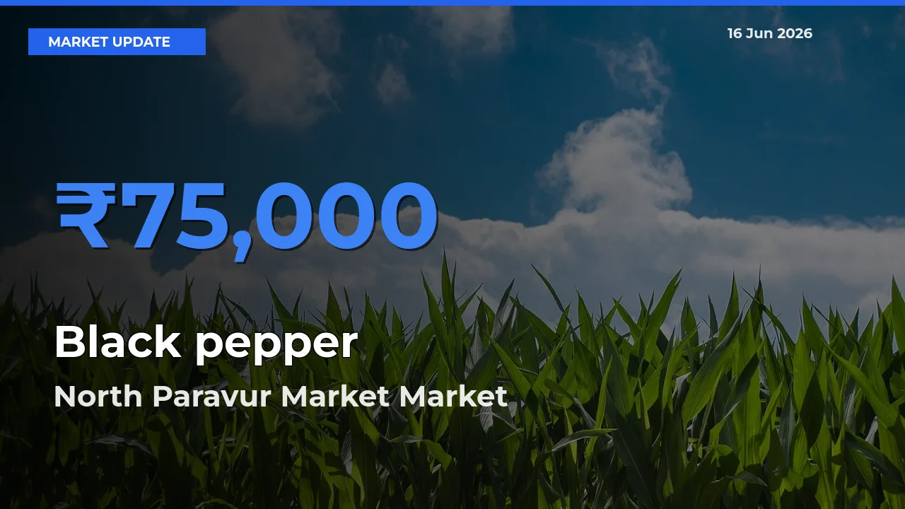 Black pepper Mandi Rate Today: North Paravur Market Tops the List