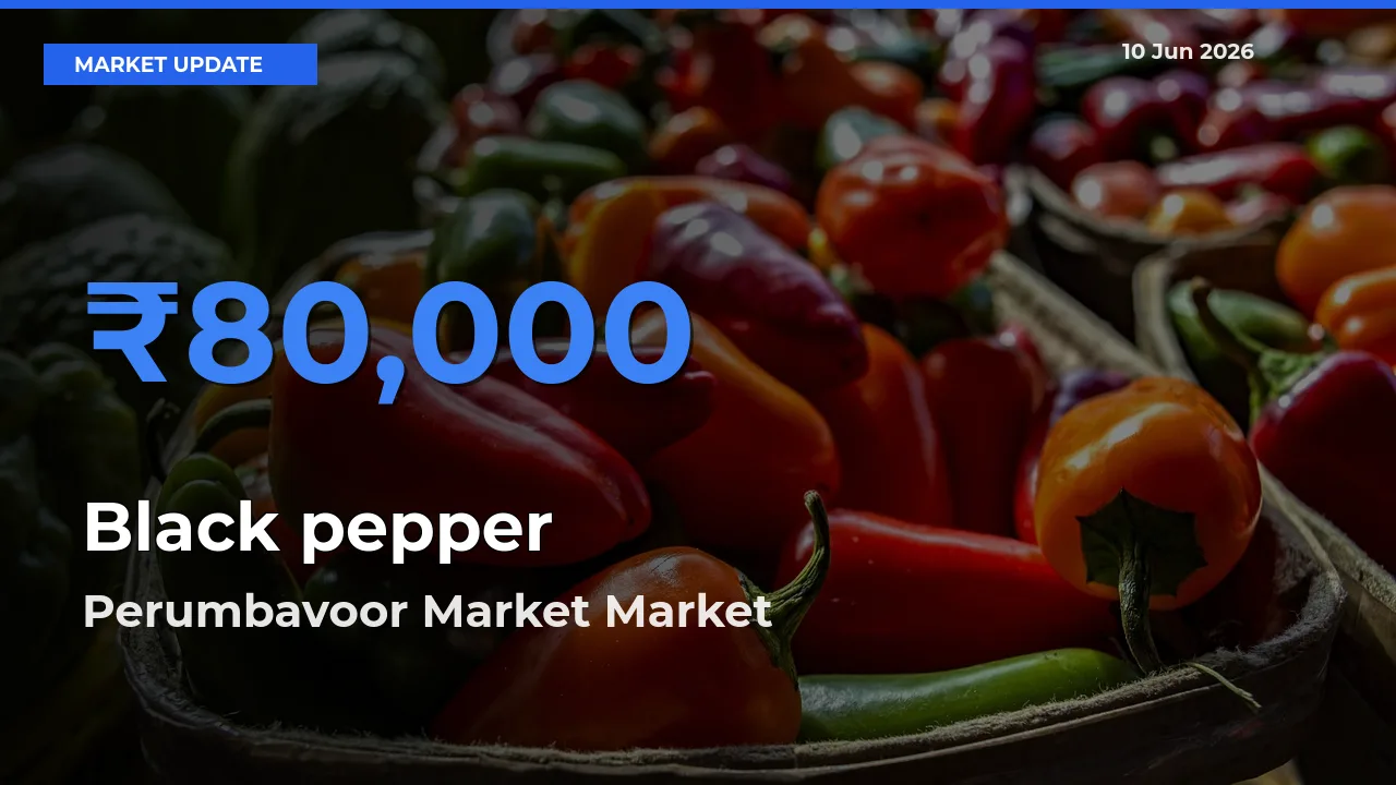 Farmers Prefer Perumbavoor Market as Black pepper Hits Highest Rate