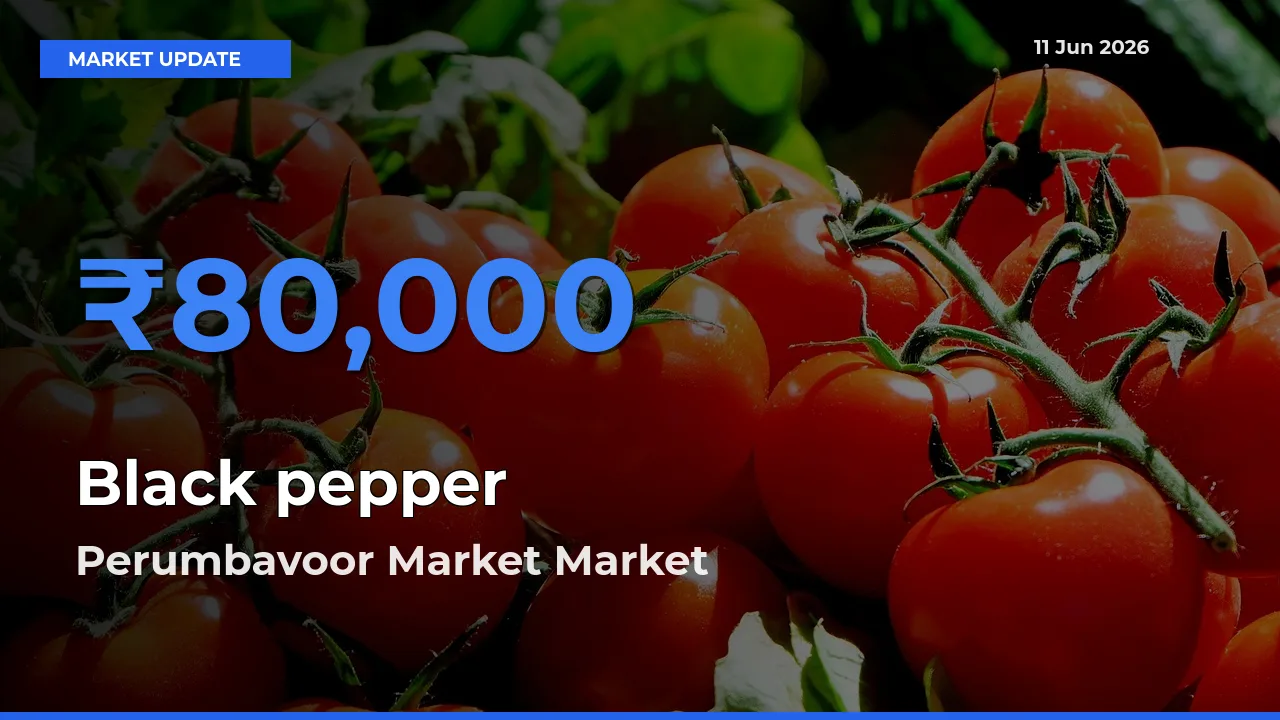 Black pepper Mandi Rate Today: Perumbavoor Market Tops the List