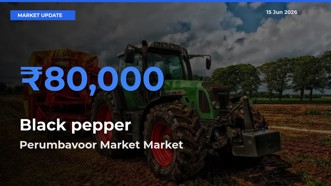 Farmers Prefer Perumbavoor Market as Black pepper Hits Highest Rate