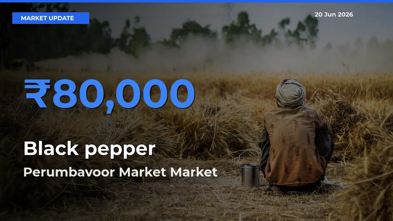 Black pepper Mandi Rate Today: Perumbavoor Market Tops the List