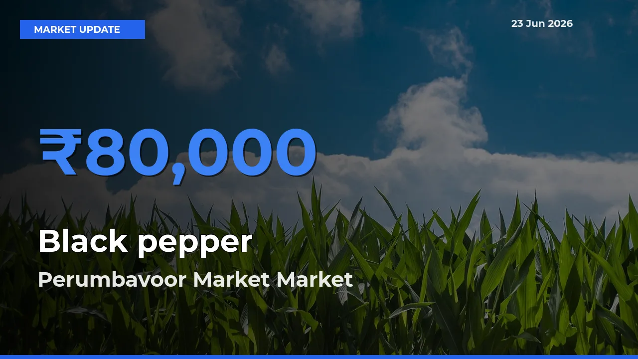 Perumbavoor Market Records Highest ₹80,000 Rate for Black pepper