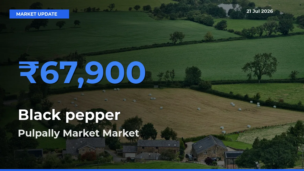 Pulpally Market Records Highest ₹67,900 Rate for Black pepper