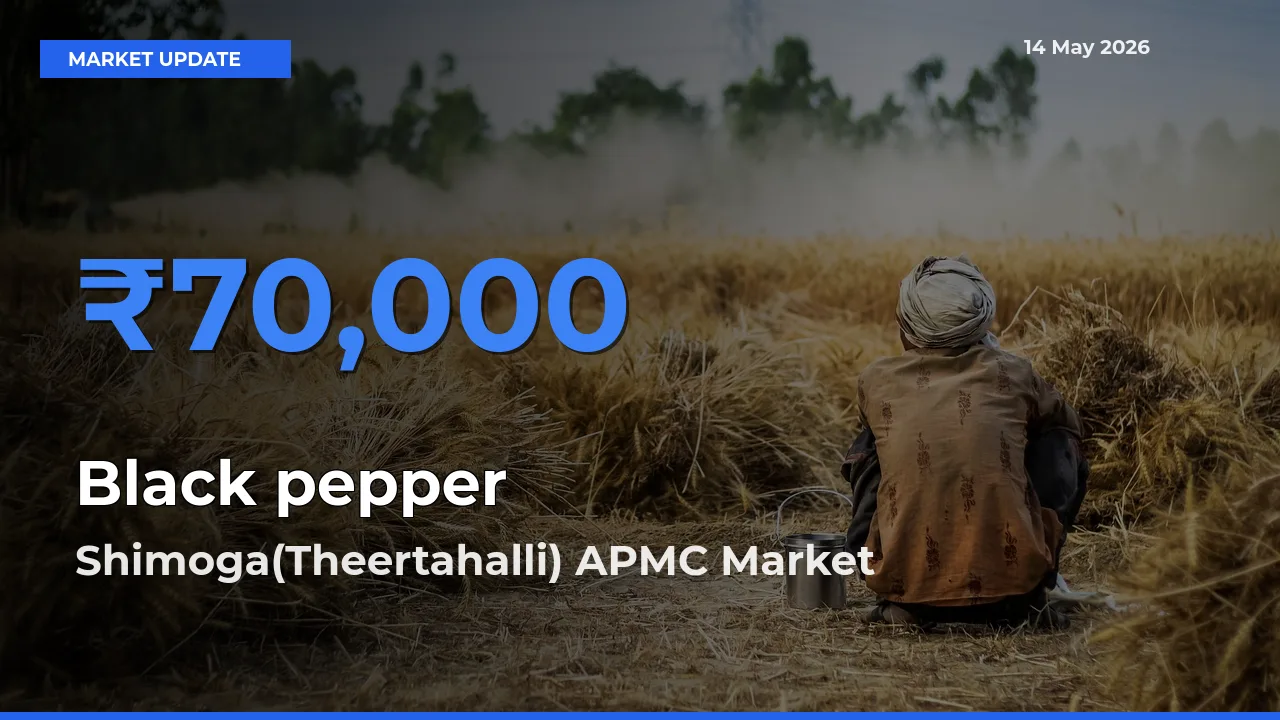 Black pepper Mandi Rate Today: Shimoga(Theertahalli) APMC Tops the List